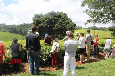 Private Day Trip to Kiambethu Tea Farm in Limuru from Nairobi - Plantation walk: learning tea from the leaf level up