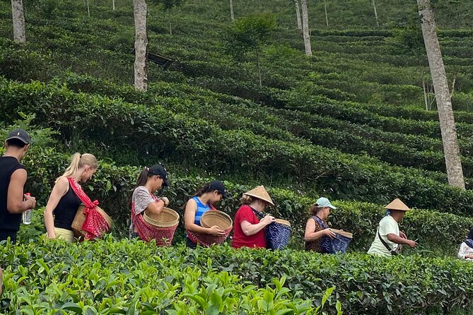 Private Half-Day Tea Village Discovery with lunch in Yogyakarta - Why Menoreh Tea Village Feels Like a Real Local Lesson