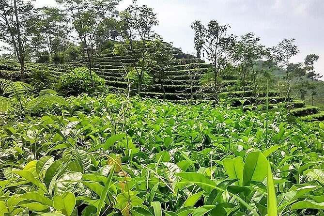 Private Half-Day Tea Village Discovery with lunch in Yogyakarta - Getting There: 8:00 am Start and a Rural Meeting Point