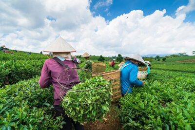 Private Hangzhou Day Tour to West Lake, Lingyin Temple, Tea Village, Old Pagoda - Hotel Pickup, Timing, and How the Day Stays Relaxed