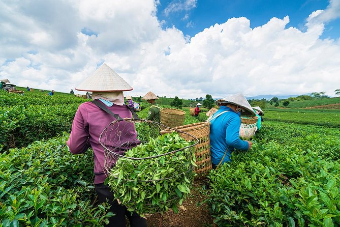 Private Hangzhou Day Tour to West Lake, Lingyin Temple, Tea Village, Old Pagoda - Hotel Pickup, Timing, and How the Day Stays Relaxed