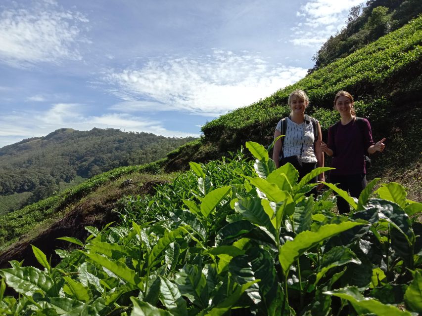 Private Munnar Tea Trek - The tea garden walking: where the day as a tea maker starts to make sense