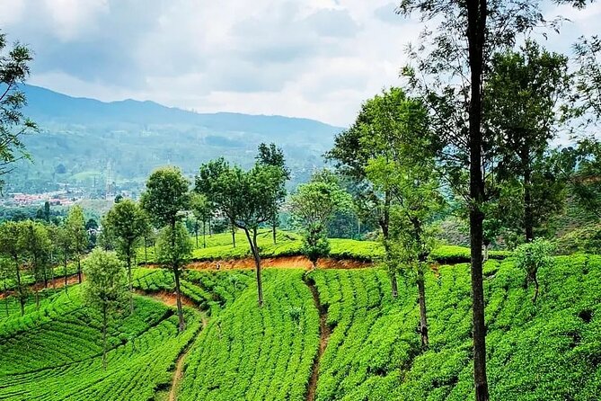 Private Tea Tour and Tea Factory - Walking the tea fields and learning plucking the right way