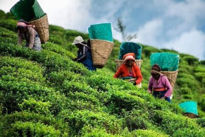 Private Tea Tour and Tea Factory - Start in Norwood, finish where you began