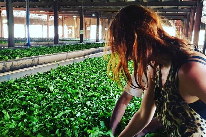 Private Tea Tour and Tea Factory - The pluckers village and temple stop: tea labor has a home