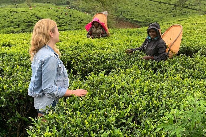 Private Tea Tour and Tea Factory - Inside the tea factory: from withering to packing