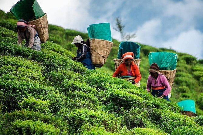 Private Tea Tour and Tea Factory - Start in Norwood, finish where you began
