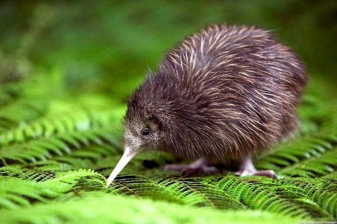 Private tour from Auckland - Waitomo Glowworm Caves, Zealong Tea & Kiwi Bird - Private Auckland to Waikato in one day: why this combo works