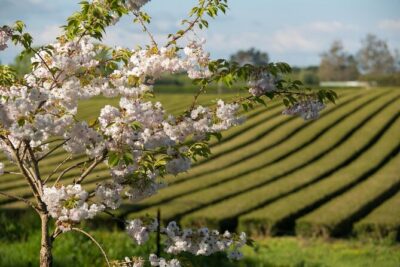 Private tour from Auckland - Waitomo Glowworm Caves, Zealong Tea & Kiwi Bird - Waitomo Glowworm Caves: starry night energy on a guided boat
