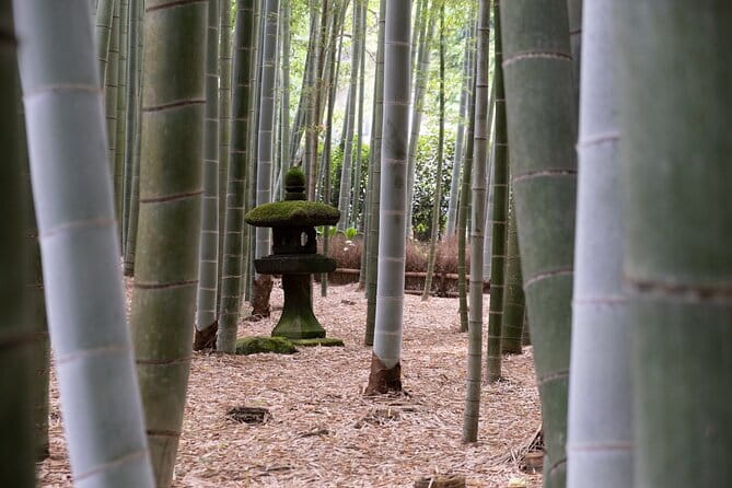 Private Tour in Kamakura: Matcha Tea Tasting & Photo Session - Stop 2: Hokoku-ji bamboo grove and the photo-light advantage