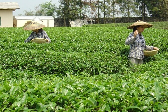 Private Tour: Yao Mountain and Tea Plantation from Guilin - Private transportation: why it makes a 5-hour day feel calmer