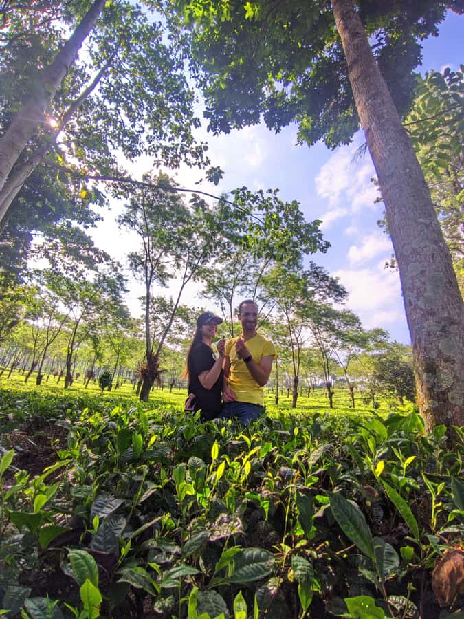 Private Trip Malang/Surabaya : Tour Tea Plantation Wonosari - Wonosari Tea Garden: a calm tea escape near Malang (and easy from Surabaya)