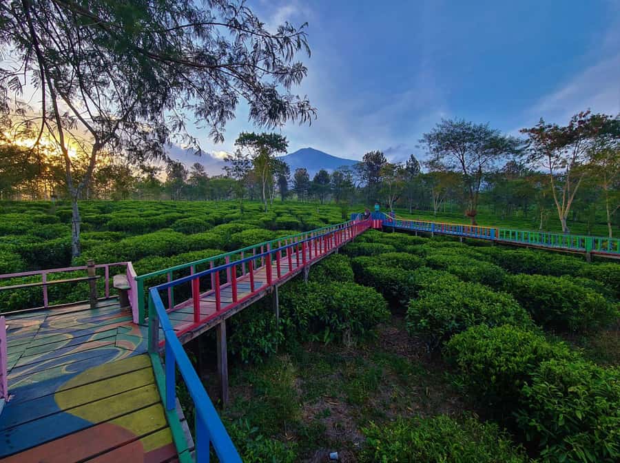 Private Trip Malang/Surabaya : Tour Tea Plantation Wonosari - Practical do’s and don’ts for a smoother day