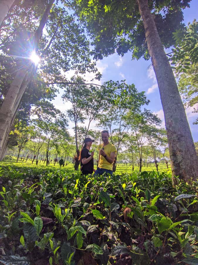 Private Trip Malang/Surabaya : Tour Tea Plantation Wonosari - The 4-hour schedule that keeps things moving (pickup to drop-off)