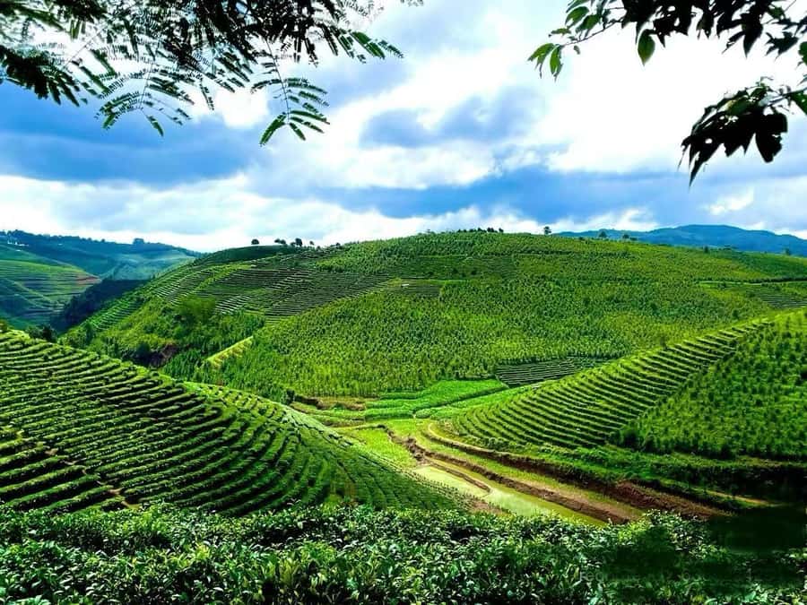 Puer Tea Picking and Tasting | 6 Hour Morning Trip - Key things I’d circle before you go