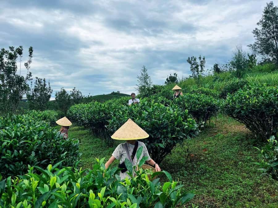 Puer Tea Picking and Tasting | 6 Hour Morning Trip - Why Pu’er Tea Picking Feels Like a Real Farm Day