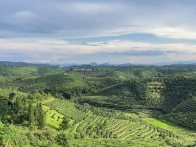 Puer Tea Picking and Tasting | 6 Hour Morning Trip - Getting There: Jinghong or Pu’er Pickup and a Small-Group Pace