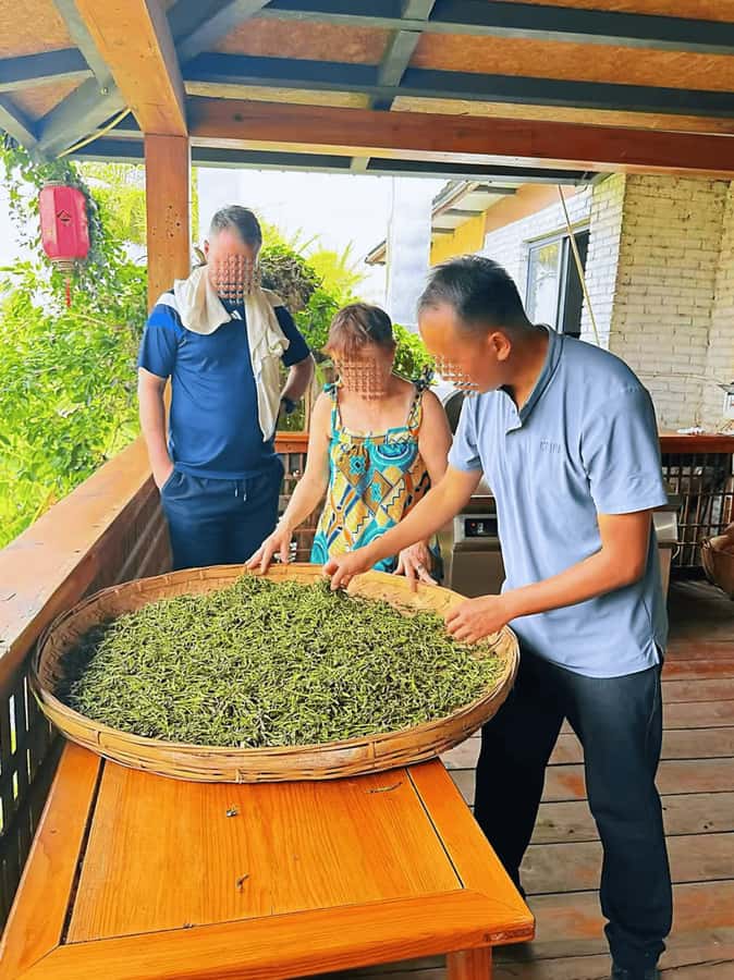 Puer Tea Picking and Tasting | 6 Hour Morning Trip - From Leaf to Tea: Withering, Rolling, Drying at the Processing Farm
