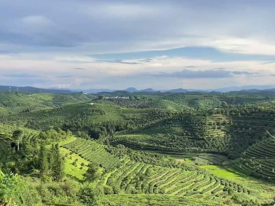 Puer Tea Picking and Tasting | 6 Hour Morning Trip - Getting There: Jinghong or Pu’er Pickup and a Small-Group Pace