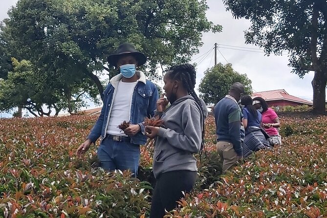 Purple Tea Farm Tour from Nairobi City - Specialty Tea Tasting - Key Points You’ll Care About