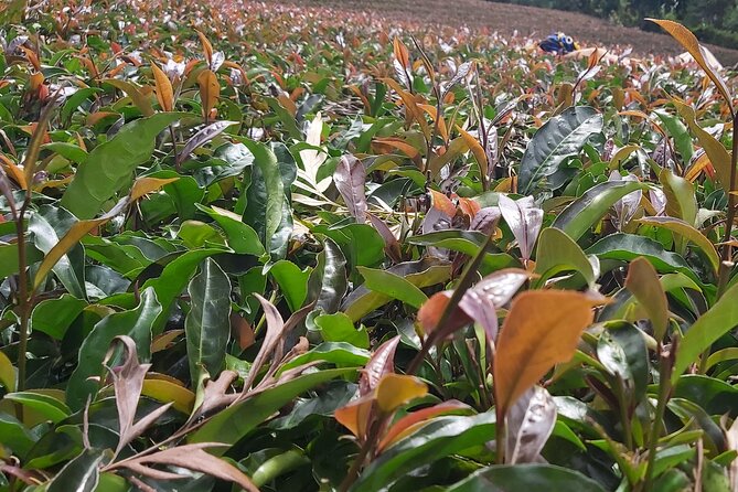 Purple Tea Farm Tour from Nairobi City - Specialty Tea Tasting - Gatanga Farm Welcome and Tea-Growing Basics