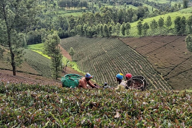 Purple Tea Farm Tour from Nairobi City - Specialty Tea Tasting - Traditional Orthodox Processing: See How Style Happens