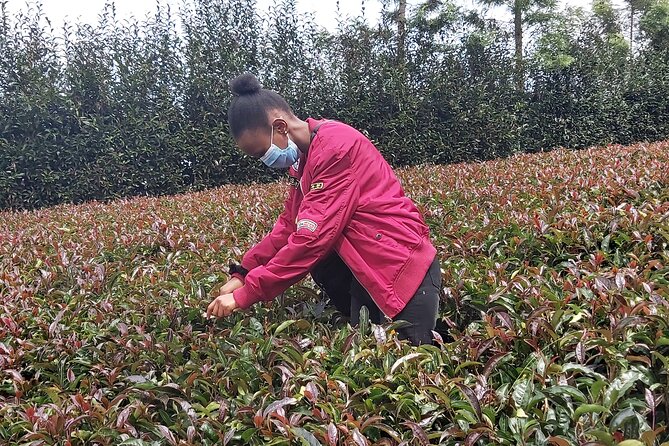 Purple Tea Farm Tour from Nairobi City - Specialty Tea Tasting - Nature Trail to the Waterfall (and Time for a Breather)