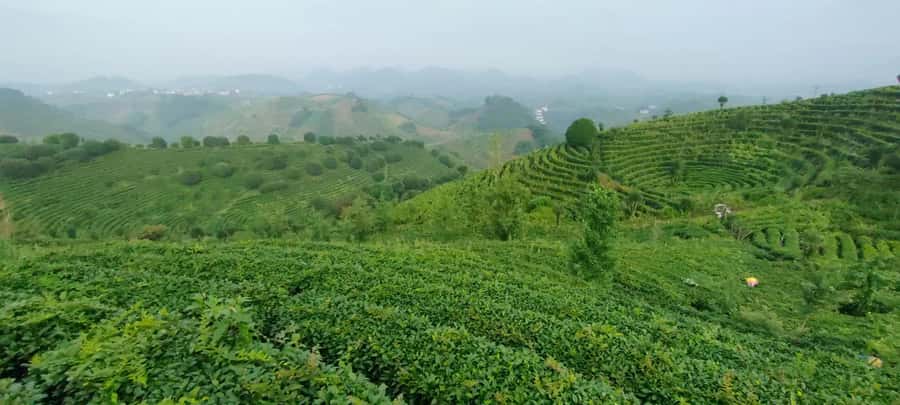 Qixianfeng Tea Plantation Tour in Yangshuo - Getting to Qixianfeng: the Yangshuo pickup and mountain ride
