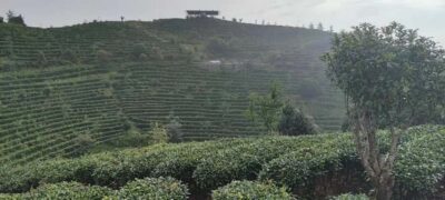 Qixianfeng Tea Plantation Tour in Yangshuo - Tea master instruction: how the tour teaches Chinese tea