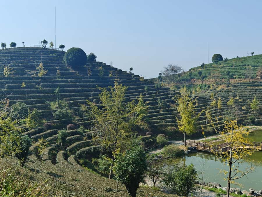 Qixianfeng Tea Plantation Tour in Yangshuo - Cooking and manufacturing your tea: taking home 100 grams