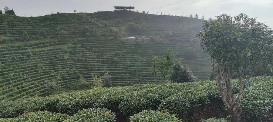 Qixianfeng Tea Plantation Tour in Yangshuo - Tea master instruction: how the tour teaches Chinese tea