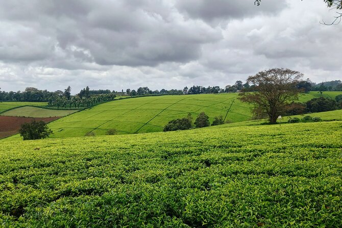 Riara tea farm tour with lunch and tea tasting from Nairobi - Price and value: is $150 per person fair?