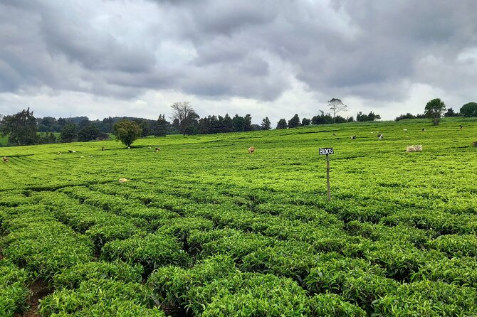 Riara tea farm tour with lunch and tea tasting from Nairobi - Tour time management: staying comfortable during a 5-hour day