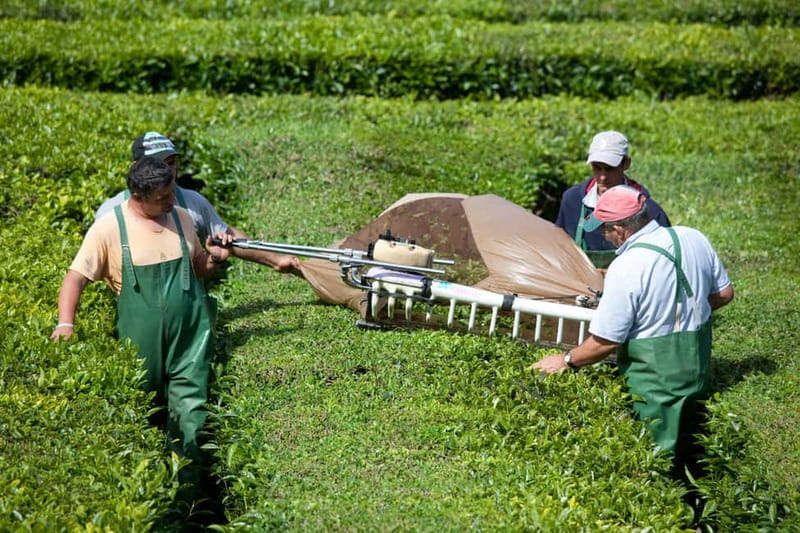 São Miguel: Furnas Volcano & Tea Plantation Tour & Lunch - Price and Value: Is $85 a Good Deal?