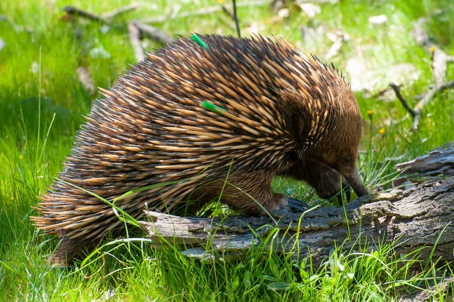 Sapphire Coast: 7h Shore Excursion with Aussie Morning Tea - Why This Eden to Sapphire Coast Day Feels Worth Your Cruise Time