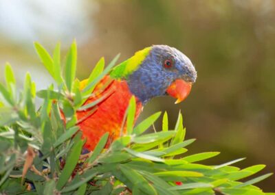 Sapphire Coast: 7h Shore Excursion with Aussie Morning Tea - Meet Sam Nerrie: The Guide Who Knows Where the Wildlife Hangs Out