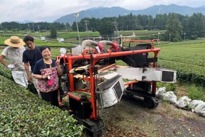 Shizuoka Tea Picking Private Experience - Meeting at Kanaya Station and planning your timing