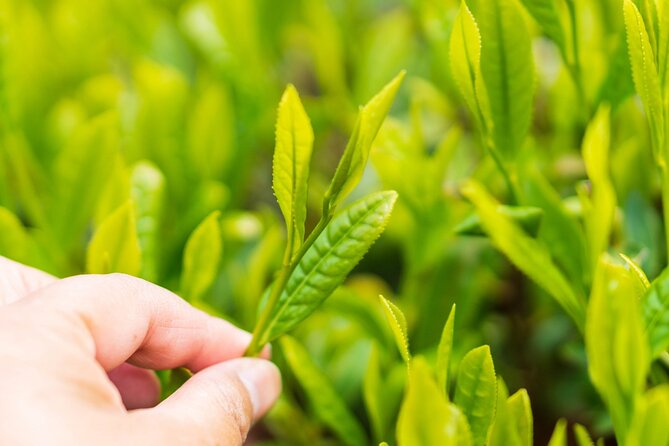 Shizuoka Tea Picking Private Experience - What you should bring and how to get the most from it