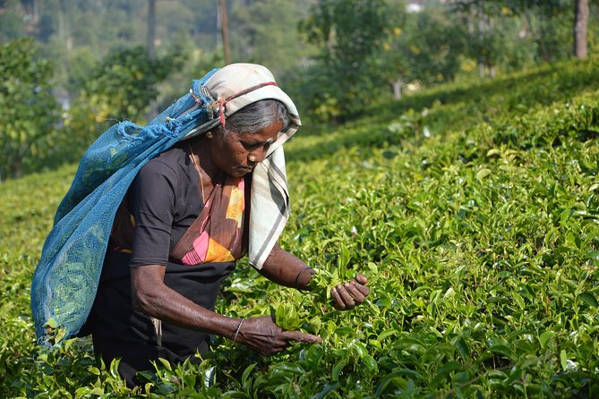 Shore Excursion From Colombo port to Ingiriya Tea Plantation & back for 2 People - Colombo to Ingiriya: What the 5–8 Hour Day Feels Like