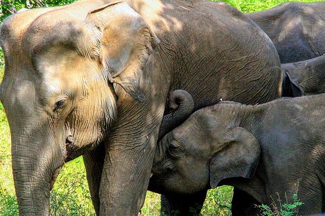 Sigiriya, Kandy to Ella TRain Ride plus Up Country TEA[B&B Basis] - Start Time and Private Transport: Getting Around Without Stress