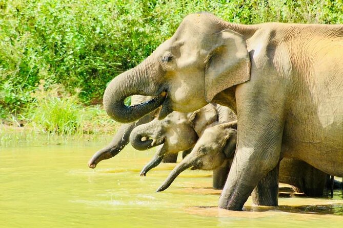 Sigiriya, Kandy to Ella TRain Ride plus Up Country TEA[B&B Basis] - Little Adam’s Peak and Rawana Waterfalls: Easy-to-Plan Adventure in Ella