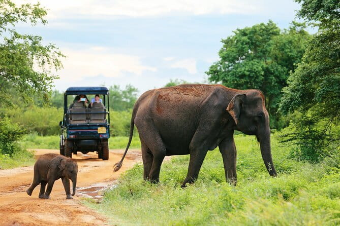 Sinharaja Rain Forest Day Tour from Mirissa, Galle, Bentota Area - Tea plantation and Handunugoda Tea Estate: a different kind of rainforest neighbor