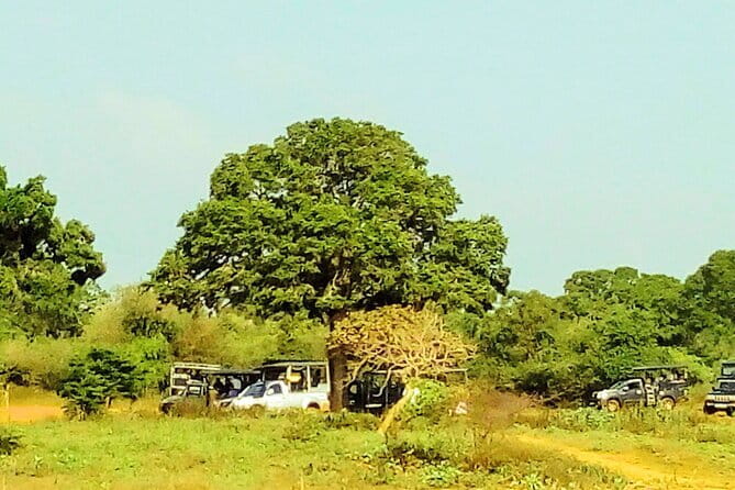 Sinharaja Rain Forest Day Tour from Mirissa, Galle, Bentota Area - The guide matters more than you think—especially in a place like this