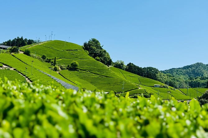 Slow Cycling Tour at Uji's Matcha Green Tea Fields and Heritage - Byodo-in Omotesando: Phoenix Hall Nearby, Tea if You Want a Break