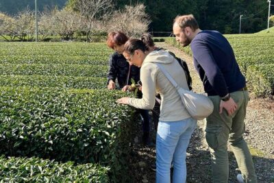 Small Group Japanese Green Tea Tasting in Shizuoka - The sencha flight: more than just sipping