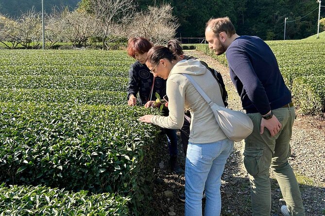 Small Group Japanese Green Tea Tasting in Shizuoka - The sencha flight: more than just sipping