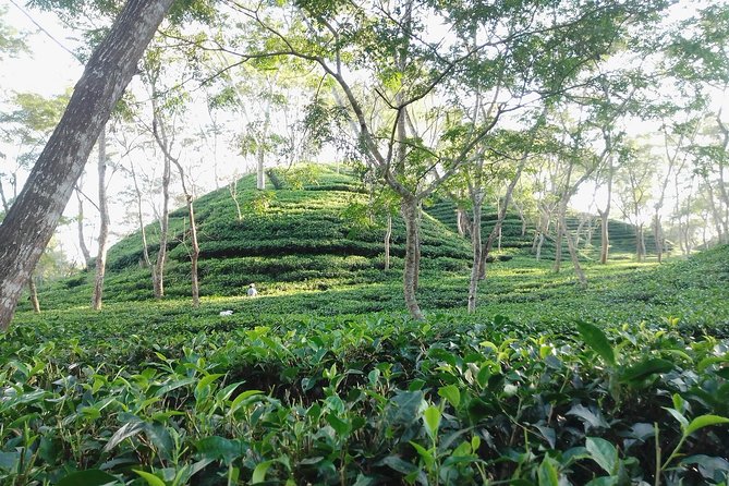 Srimangal nature tour in forest and tea garden - Key Points That Matter Before You Go