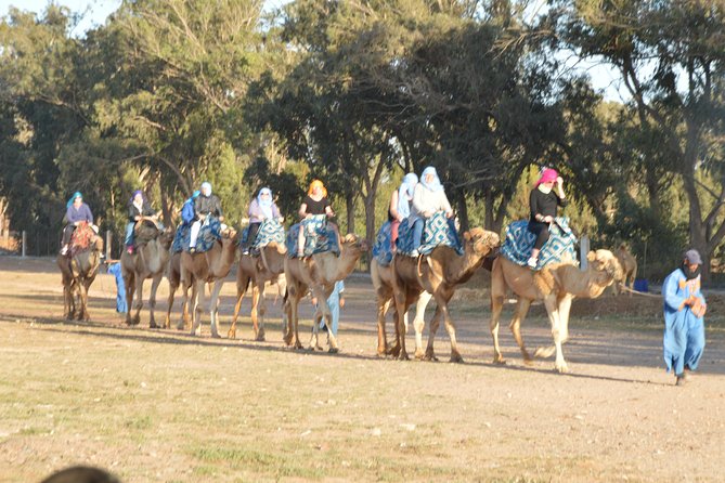 Sunset camel ride in Agadir with transport, tea and cakes. - Entering the Agadir countryside at golden hour