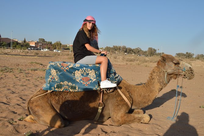 Sunset camel ride in Agadir with transport, tea and cakes. - Meeting your camel: friendly, handled, and watched