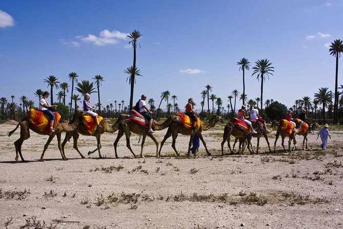 Sunset Camel Ride with tea break in the Palm Grove of Marrakech - Marrakech Palmeraie at Golden Hour (Why This Ride Works)
